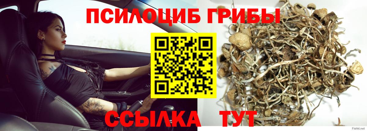 Галлюциногенные грибы Psilocybine cubensis Красный Сулин